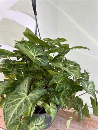 Syngonium basket variegato verde