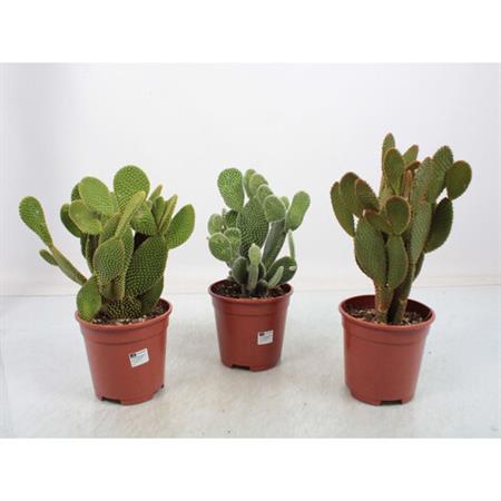 Opuntia fico d'india a pale d.17