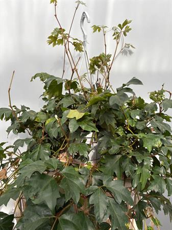 Cissus pianta rampicante da interno