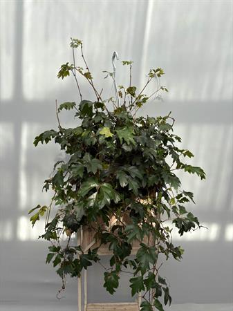 Cissus pianta rampicante da interno