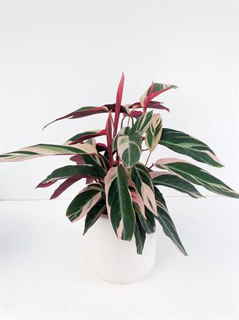 Calathea stromanthe pianta foglie rosa