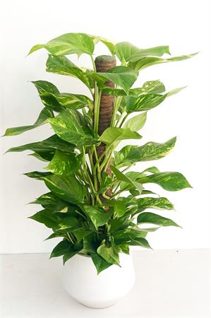 Pothos pianta su bastone