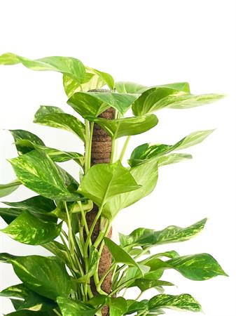Pothos pianta su bastone