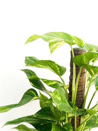 Pothos pianta su bastone