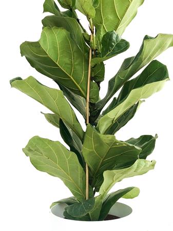 Ficus lyrata pianta foglie grandi