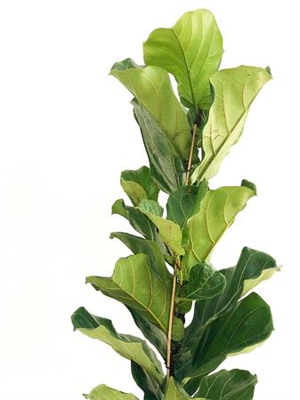 Ficus lyrata pianta foglie grandi