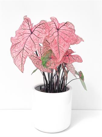 Caladium pianta foglie rosa