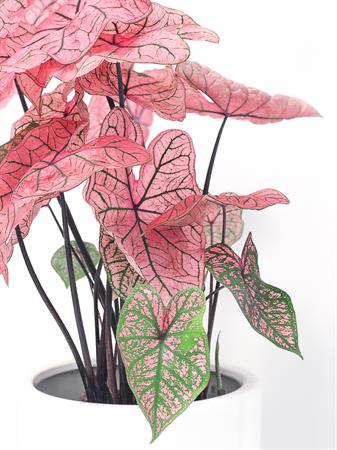 Caladium pianta foglie rosa