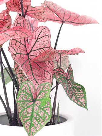 Caladium pianta foglie rosa