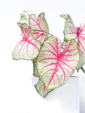 Caladium pianta foglie bianche e rosa
