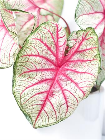 Caladium pianta foglie bianche e rosa