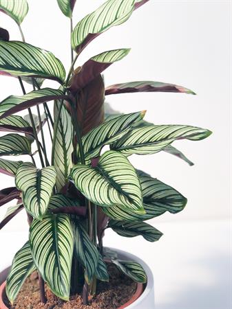 Calatea ornata pianta foglie a righe rosa