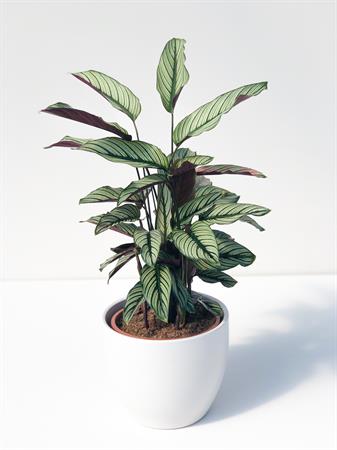 Calatea ornata pianta foglie a righe rosa