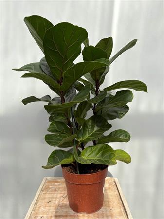 Ficus lyrata baby pianta compatta