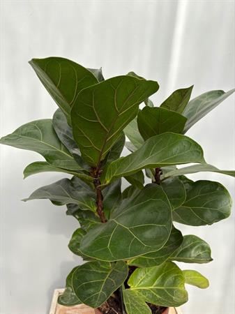 Ficus lyrata baby pianta compatta
