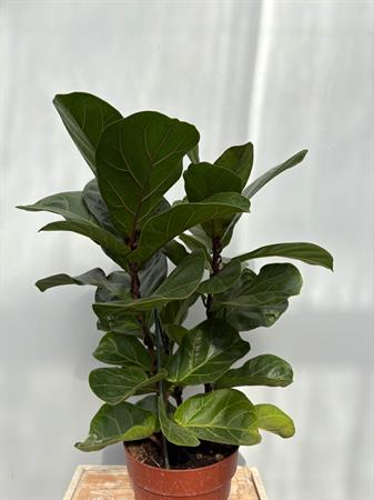 Ficus lyrata baby pianta compatta