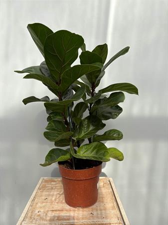 Ficus lyrata baby pianta compatta