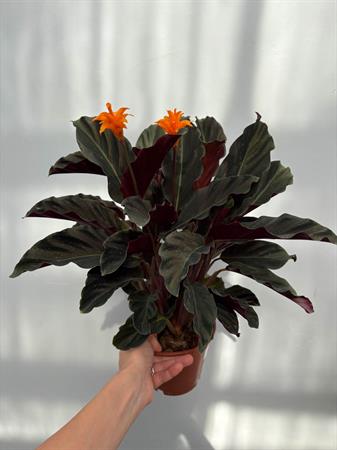 Calathea crocata pianta con fiore arancione