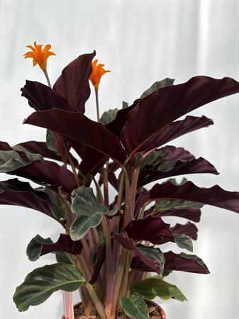 Calathea crocata pianta con fiore arancione