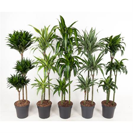 Dracaena d.24