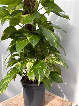 Pothos pianta rampicante su palo muschiato