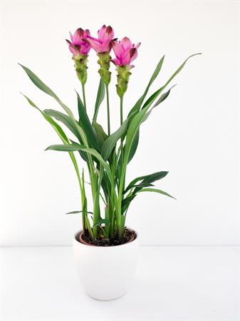 Curcuma pianta tropicale fiore rosa