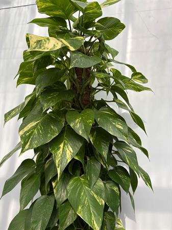 Pothos grande pianta su palo muschiato