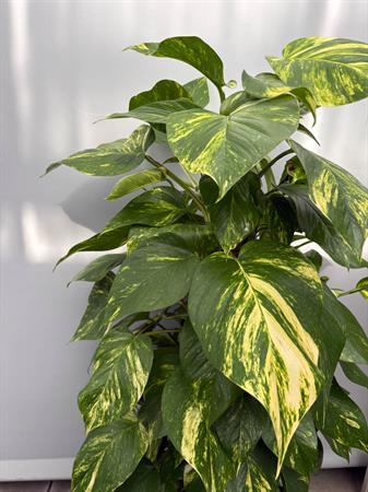 Pothos grande pianta su palo muschiato