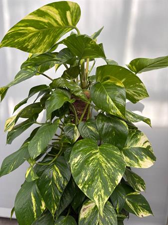 Pothos grande pianta su palo muschiato
