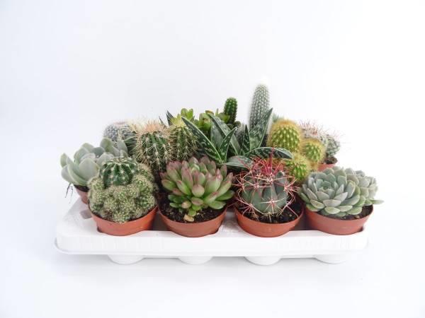 Cactus e succulente d.8,5 cm