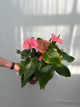 Anthurium rosa pianta elegante da interno