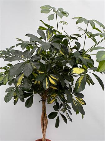 Schefflera