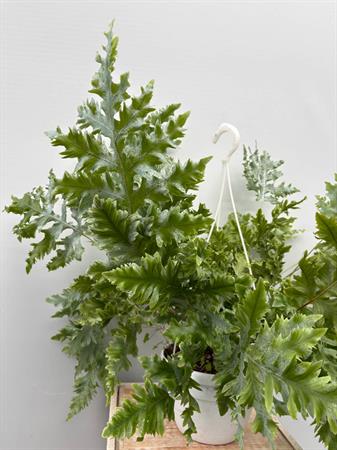 Phlebodium Aureum