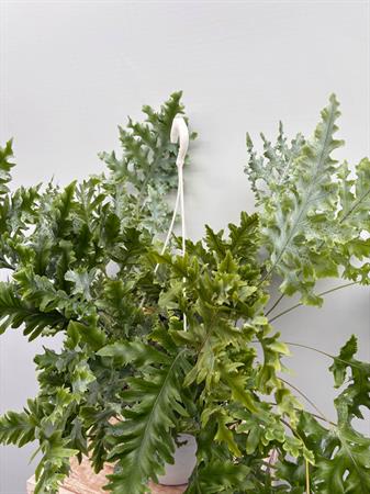 Phlebodium Aureum