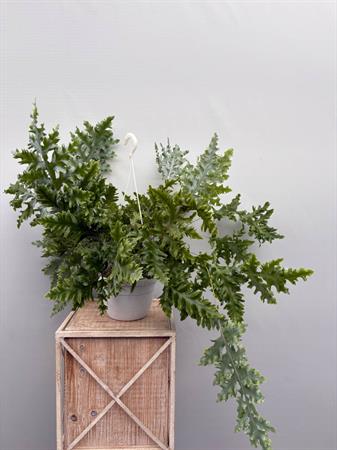 Phlebodium Aureum