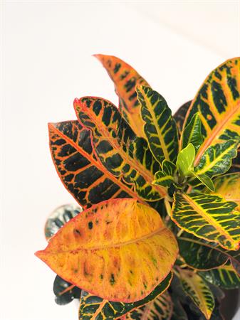 Pianta foglie gialle e rosse croton
