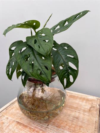 Philodendro Monstera pianta in idrocoltura
