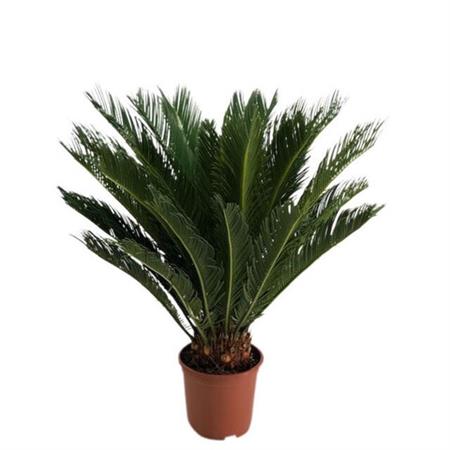 Cycas pianta tipo palma