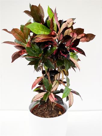 Croton ramificato pianta tropicale