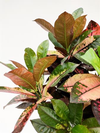 Croton ramificato pianta tropicale