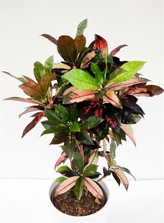 Croton ramificato pianta tropicale
