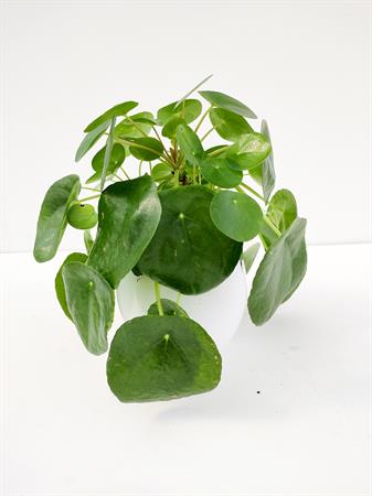 Pilea