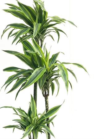 Dracaena Messangeana