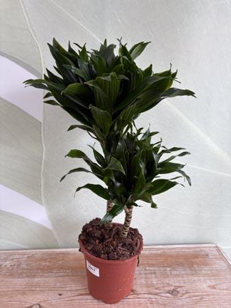 Dracaena due rami