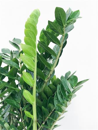 Zamia gigante pianta grande da interno