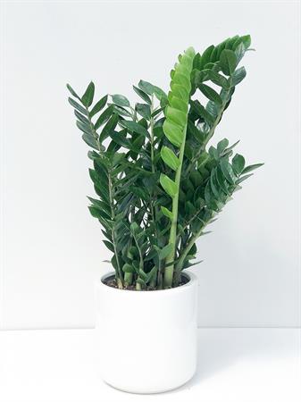 Zamia gigante pianta grande da interno