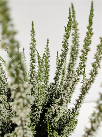 Calluna bianca