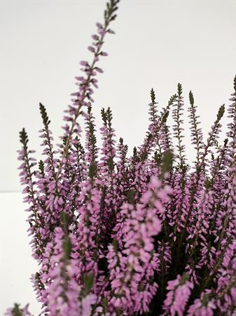 Calluna rosa