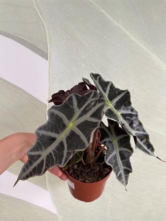 Alocasia Sanderiana foglie scure nervature piante