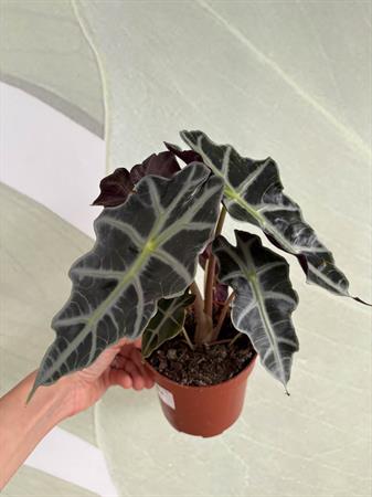 Alocasia Sanderiana foglie scure nervature piante